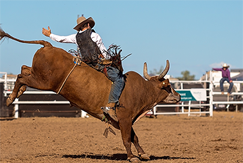 Six Pro Bull Riders